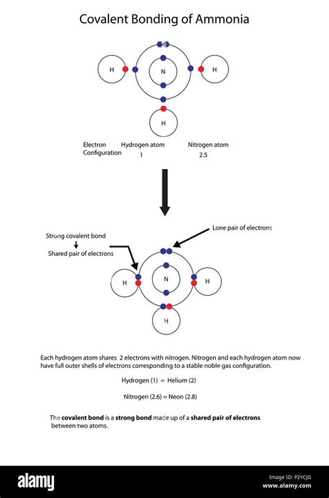 Make a model of the bonding in ammonia .